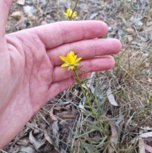 Xerochrysum viscosum at Bungendore, NSW - 20 Oct 2023