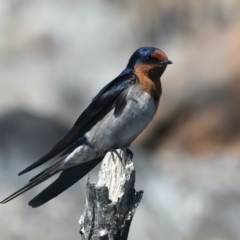 Hirundo neoxena (Welcome Swallow) at QPRC LGA - 17 Oct 2023 by jb2602