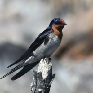 Hirundo neoxena at Yarrow, NSW - 18 Oct 2023