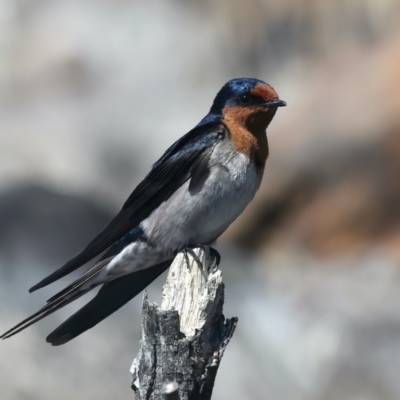 Hirundo neoxena (Welcome Swallow) at Googong Reservoir - 17 Oct 2023 by jb2602