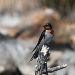 Hirundo neoxena at Yarrow, NSW - 18 Oct 2023