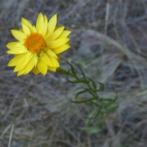 Xerochrysum viscosum at Murga, NSW - suppressed