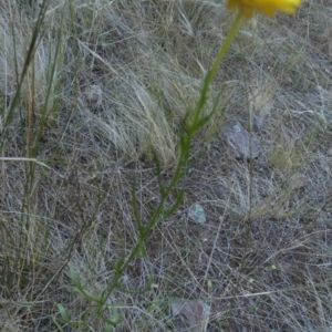 Xerochrysum viscosum at Murga, NSW - suppressed