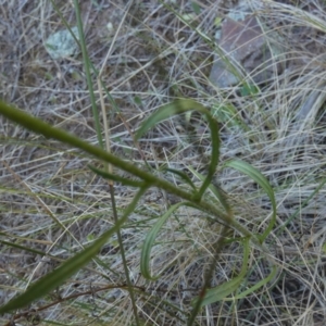 Xerochrysum viscosum at Murga, NSW - 14 Oct 2023