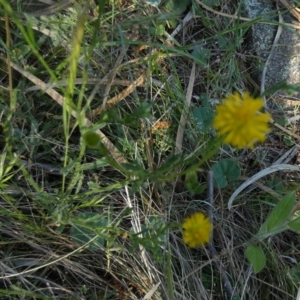 Calotis lappulacea at Murga, NSW - 14 Oct 2023