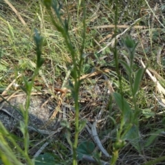 Calotis lappulacea at Murga, NSW - suppressed