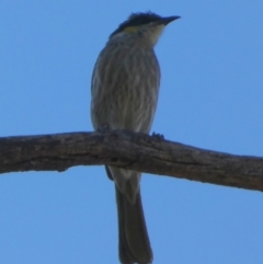 Gavicalis virescens (Singing Honeyeater) at Murga, NSW - 14 Oct 2023 by Paul4K