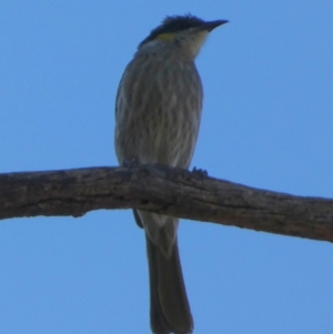 Gavicalis virescens at Murga, NSW - 14 Oct 2023