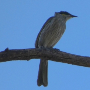 Gavicalis virescens at Murga, NSW - 14 Oct 2023