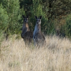 Macropus giganteus (Eastern Grey Kangaroo) at Murga, NSW - 14 Oct 2023 by Paul4K