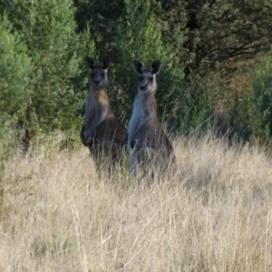 Macropus giganteus at Murga, NSW - 15 Oct 2023