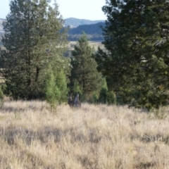 Macropus giganteus at Murga, NSW - suppressed