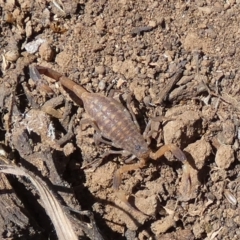 Unidentified Scorpion (Scorpionidae) at Murga, NSW - 15 Oct 2023 by Paul4K