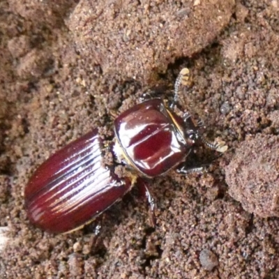 Aulacocyclus edentulus (Passalid beetle) at Murga, NSW - 15 Oct 2023 by Paul4K