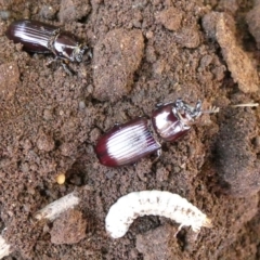 Aulacocyclus edentulus at Murga, NSW - 15 Oct 2023 02:10 PM
