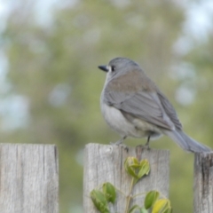 Colluricincla harmonica (Grey Shrikethrush) at Murga, NSW - 15 Oct 2023 by Paul4K