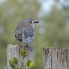 Colluricincla harmonica at Murga, NSW - 16 Oct 2023