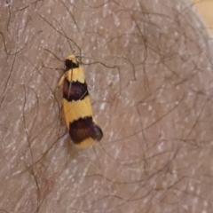 Unidentified Curved-horn moth (all Gelechioidea except Oecophoridae) at Murga, NSW - 16 Oct 2023 by Paul4K