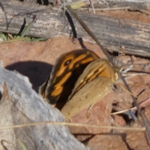 Heteronympha merope at Murga, NSW - 17 Oct 2023