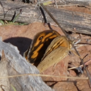 Heteronympha merope at Murga, NSW - 17 Oct 2023 07:00 AM