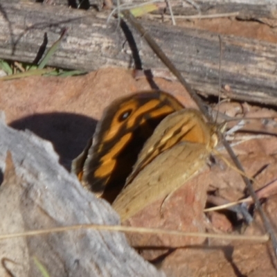 Heteronympha merope (Common Brown Butterfly) at Murga, NSW - 17 Oct 2023 by Paul4K