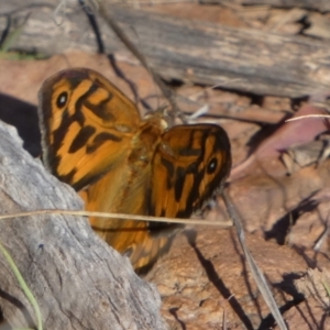 Heteronympha merope at Murga, NSW - 17 Oct 2023