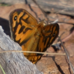 Heteronympha merope at Murga, NSW - 17 Oct 2023 07:00 AM