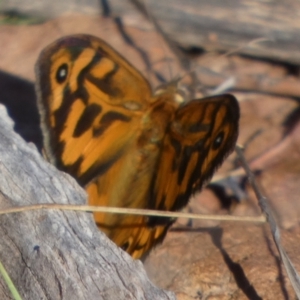 Heteronympha merope at Murga, NSW - 17 Oct 2023 07:00 AM