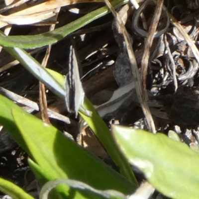 Unidentified Blue or Copper (Lycaenidae) at Murga, NSW - 17 Oct 2023 by Paul4K