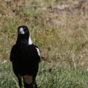 Gymnorhina tibicen at Murga, NSW - suppressed