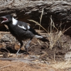 Gymnorhina tibicen at Murga, NSW - 17 Oct 2023