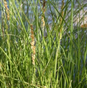 Carex appressa at Murga, NSW - suppressed