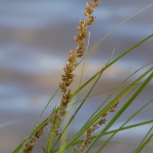 Carex appressa at Murga, NSW - 17 Oct 2023