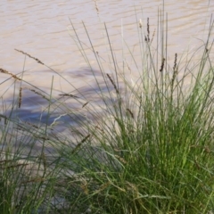 Carex appressa at Murga, NSW - suppressed