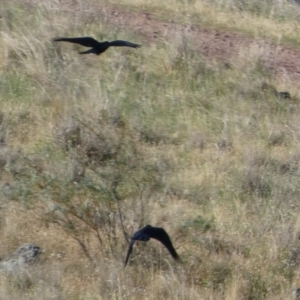 Corvus coronoides at Murga, NSW - suppressed