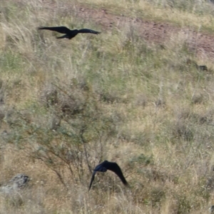 Corvus coronoides at Murga, NSW - 17 Oct 2023