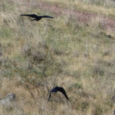 Corvus coronoides (Australian Raven) at Murga, NSW - 17 Oct 2023 by Paul4K