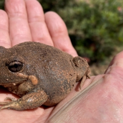 Limnodynastes dumerilii (Eastern Banjo Frog) at Murga, NSW - 18 Oct 2023 by Paul4K