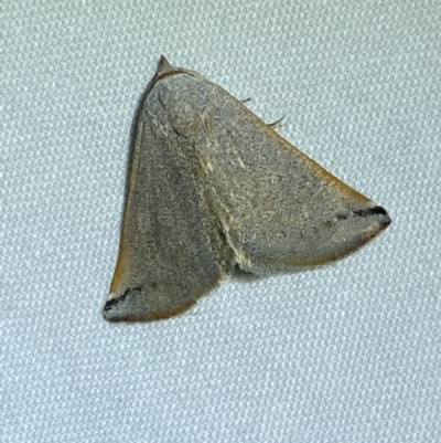 Mataeomera (genus) (A Scale Moth, Acontiinae) at Jerrabomberra, NSW - 21 Oct 2023 by SteveBorkowskis