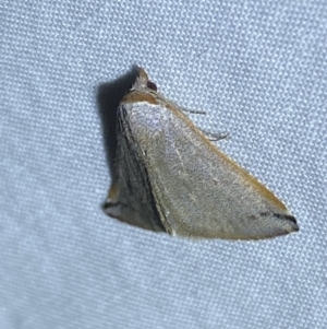 Mataeomera (genus) at Jerrabomberra, NSW - 21 Oct 2023