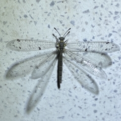 Bandidus canifrons (An Antlion Lacewing) at QPRC LGA - 20 Oct 2023 by SteveBorkowskis