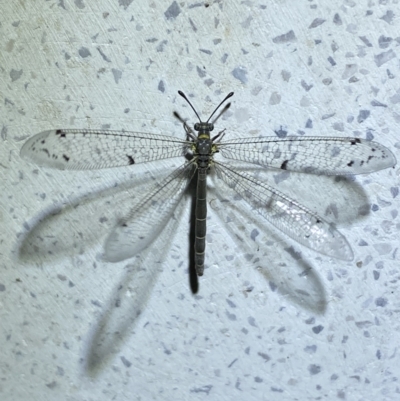 Bandidus canifrons (An Antlion Lacewing) at Jerrabomberra, NSW - 20 Oct 2023 by SteveBorkowskis