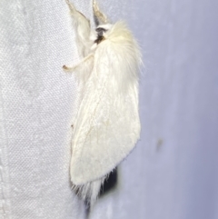 Trichiocercus sparshalli (Sparshall's Moth) at Jerrabomberra, NSW - 20 Oct 2023 by SteveBorkowskis