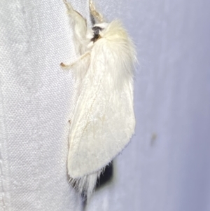 Trichiocercus sparshalli at Jerrabomberra, NSW - 20 Oct 2023