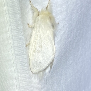 Trichiocercus sparshalli at Jerrabomberra, NSW - 20 Oct 2023