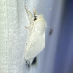 Trichiocercus sparshalli at Jerrabomberra, NSW - 20 Oct 2023