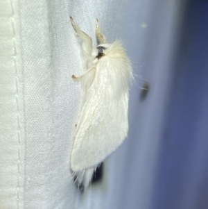 Trichiocercus sparshalli at Jerrabomberra, NSW - 20 Oct 2023