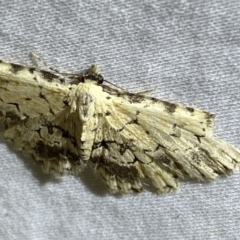 Sandava scitisignata (A noctuid moth) at QPRC LGA - 20 Oct 2023 by SteveBorkowskis