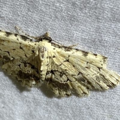 Sandava scitisignata (A noctuid moth) at QPRC LGA - 20 Oct 2023 by SteveBorkowskis