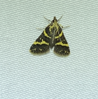 Scoparia spelaea (a Crambid moth) at QPRC LGA - 20 Oct 2023 by SteveBorkowskis